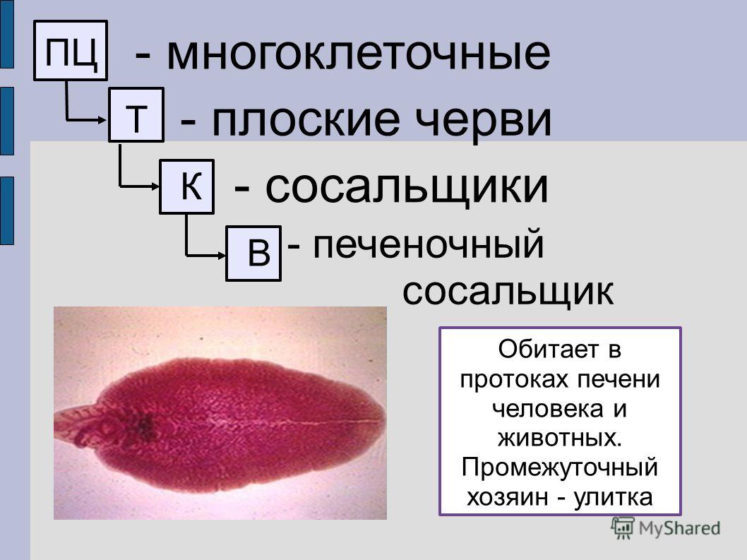 Спрут сайт тор bs onion info