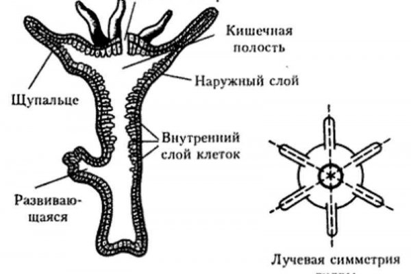 Код восстановления blacksprut