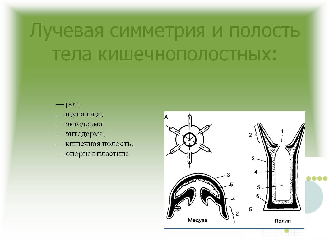 Блэкспрут ссылка пв